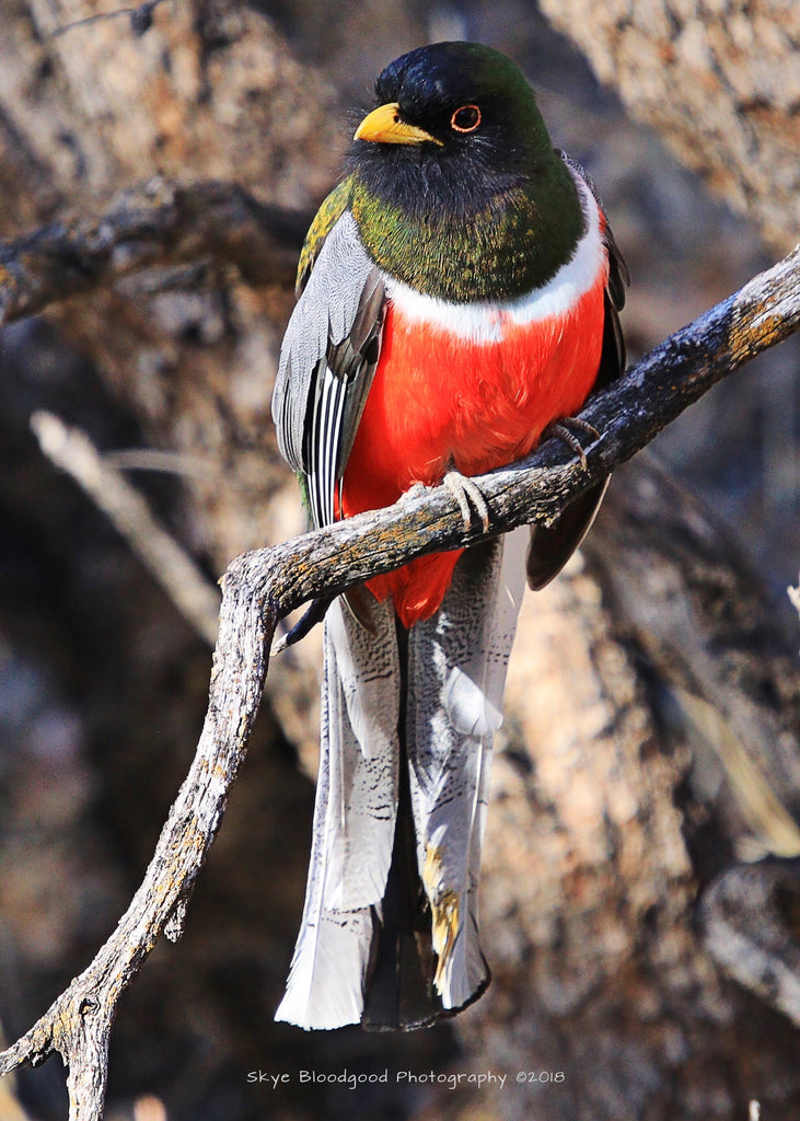 Trogons in Southern Arizona