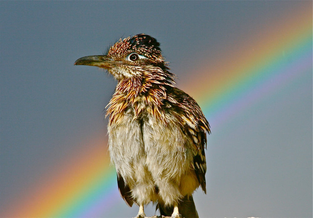 Gale Sherman Wildlife Artist & Author- A Photography & Artwork Essay