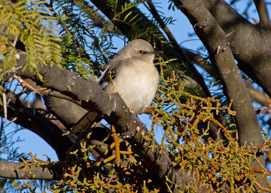 The Northern Mockingbird: Part One (Mimus polyglottos)