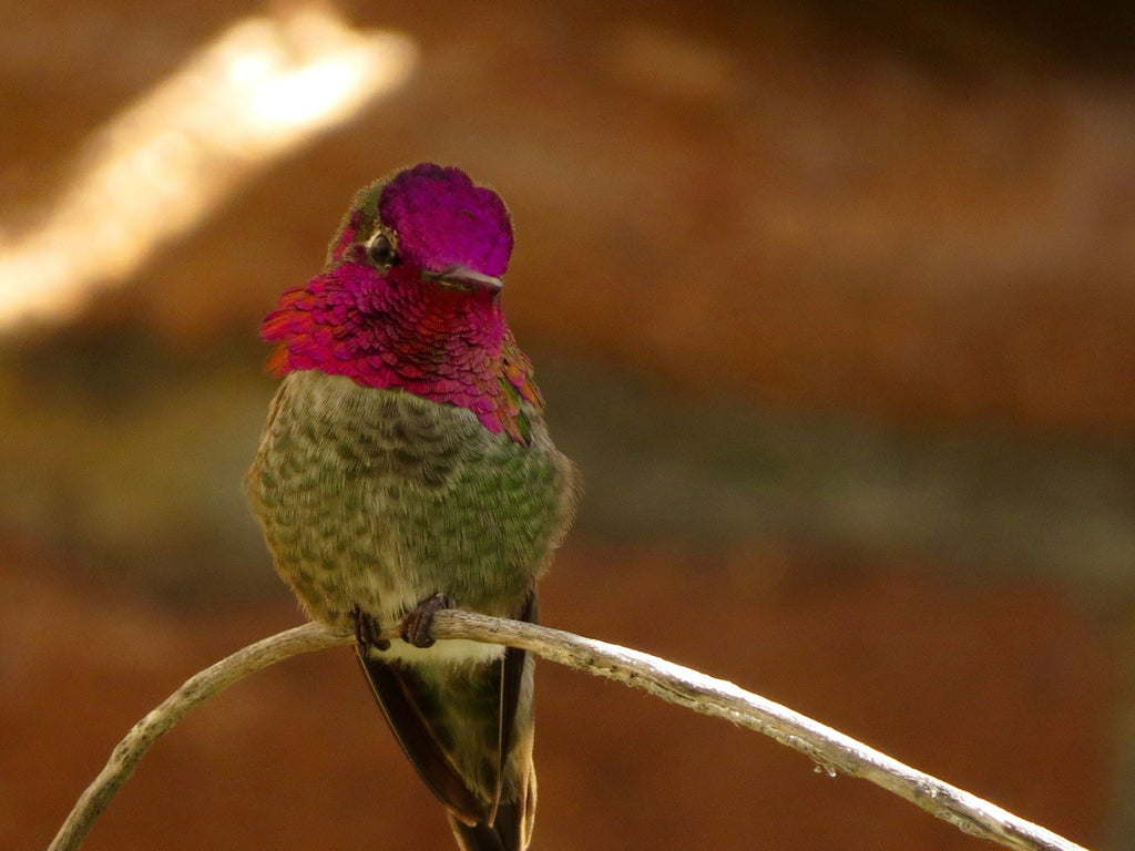 Anna's Hummingbird By Jon Friedman